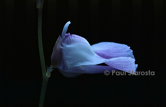 Utricularia livida ‘Durban’ (utriculaire) - fleur
