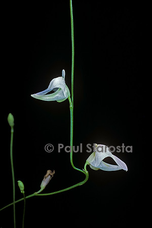 Utricularia livida (utriculaire)