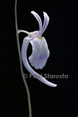 Utricularia sandersonii (utriculaire) - fleur