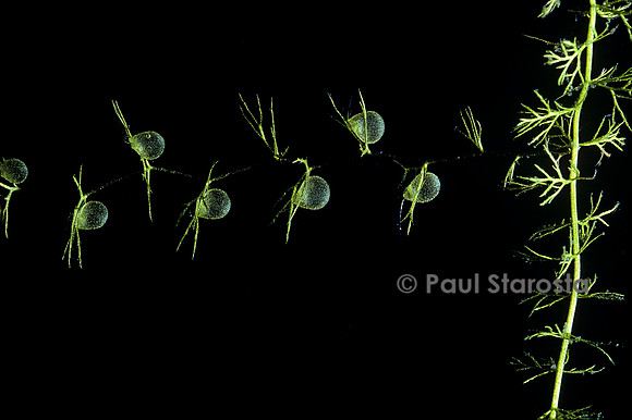 Utricularia intermedia (utriculaire)