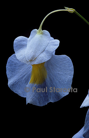 Utricularia alpina (utriculaire)