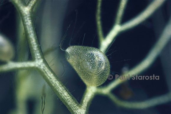 Utricularia australis (utriculaire) - piège