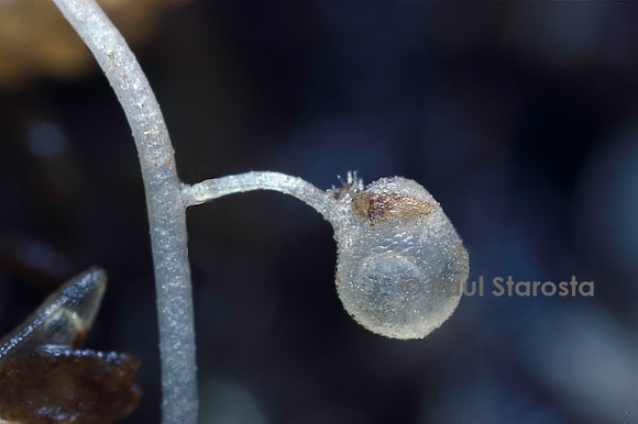 Utricularia tricolor (utriculaire) - piège