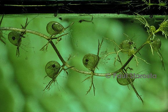 Utricularia vulgaris (utriculaire) - ayant capturé de jeunes larves de moustique