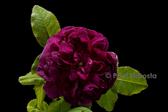 Rosa X portlandica ‘Indigo’