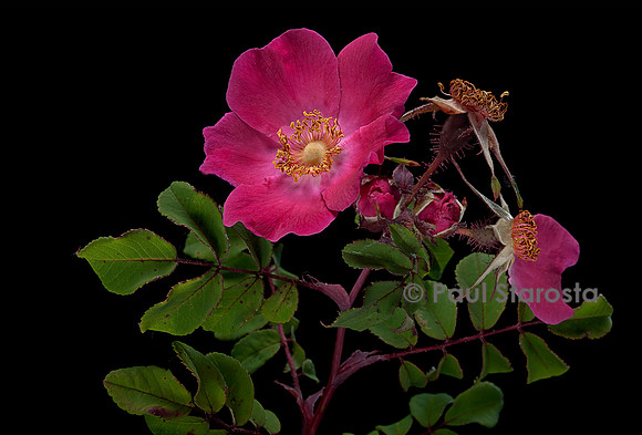 Rosa moyesii ‘Highdownensis’