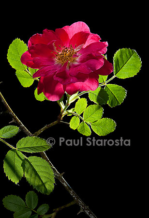 Rosa moyesii ‘Beng Shaling’