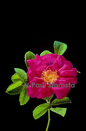 Rosa X portlandica ‘Duchesse de Portland’