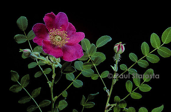Rosa moyesii ‘Highdownensis’
