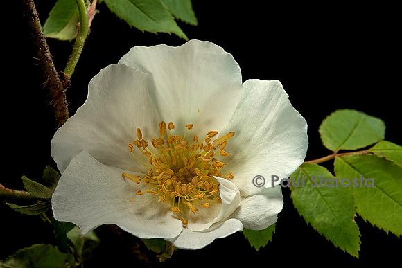 Rosa moyesii ‘Nevada’