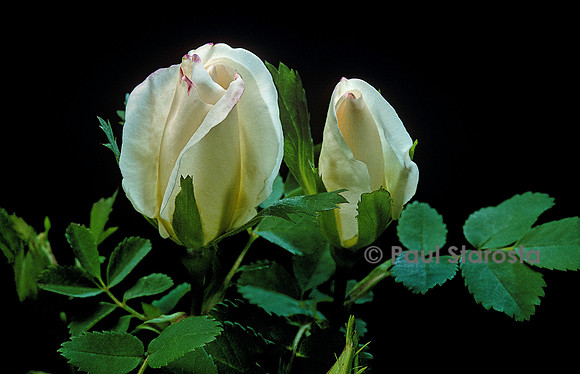 Rosa moyesii ‘Nevada’