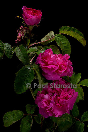 Rosa X portlandica ‘Rose du Roi’