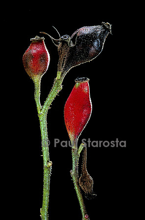 Rosa X portlandica ‘Duchesse de Portland’ - fruits