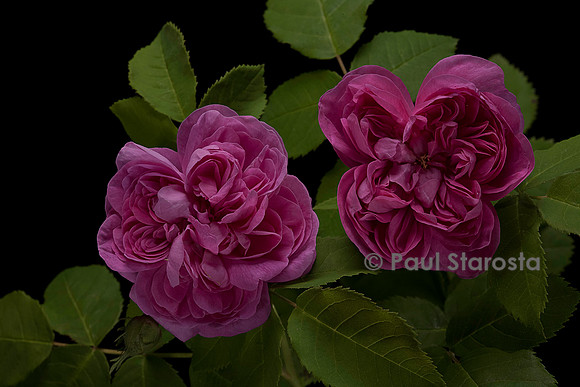 Rosa X portlandica 'Joasine Hanet'
