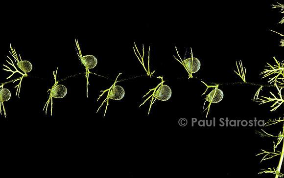 Utricularia intermedia (utriculaire)