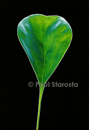 Utricularia humboldtii (utriculaire) - feuille