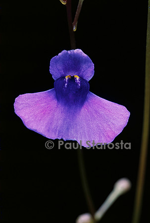 Utricularia biloba (utriculaire) - fleur