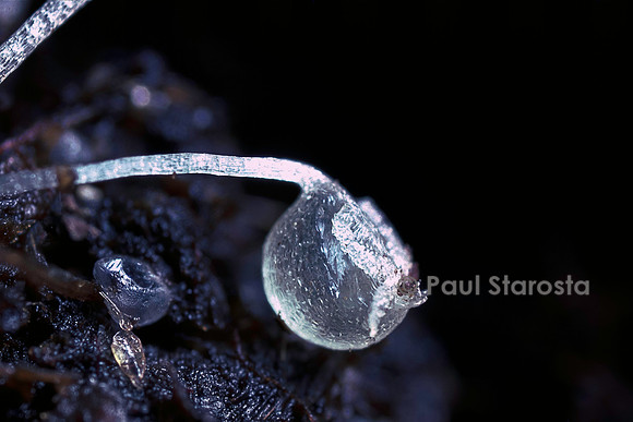Utricularia multifida (utriculaire) - piège
