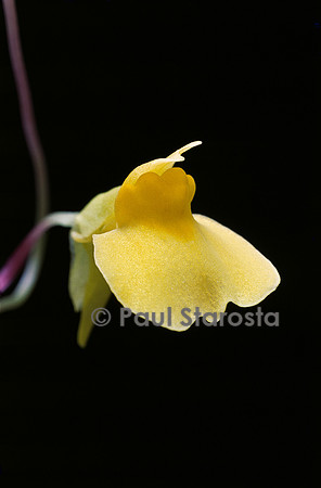 Utricularia prehensilis (utriculaire) - fleur
