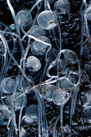 Utricularia (utriculaire) - pièges souterrains