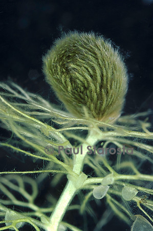 Utricularia (utriculaire) - hibernacle
