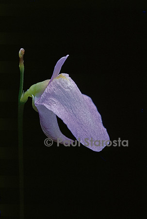 Utricularia lateriflora (utriculaire) - fleur