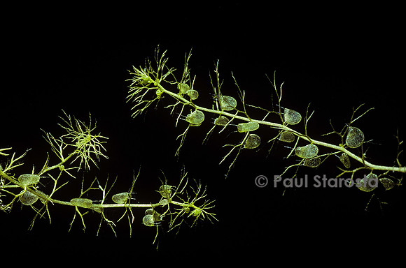 Utricularia vulgaris (utriculaire)