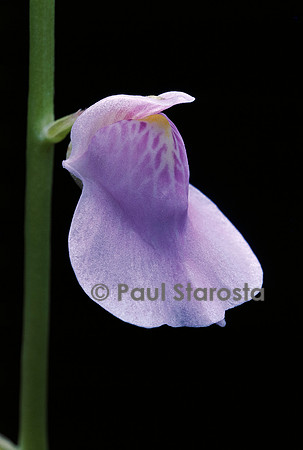 Utricularia calycifida (utriculaire) - fleur