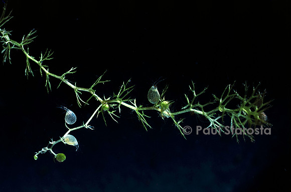 Utricularia ochroleuca (utriculaire)