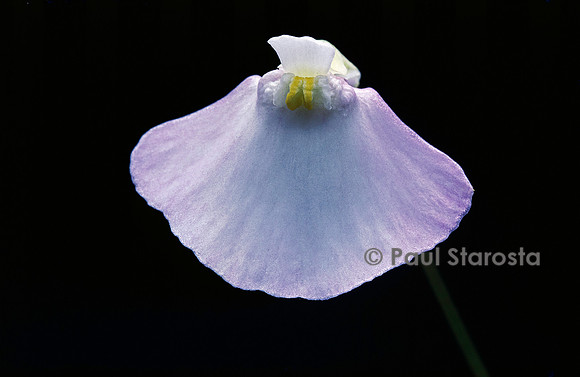 Utricularia monanthos (utriculaire) - fleur