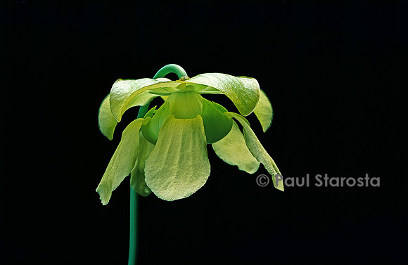 Sarracenia flava (sarracénie) - fleur