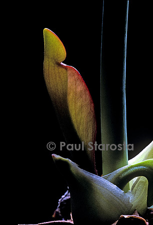 Sarracenia purpurea (sarracénie) - naissance du piège 2