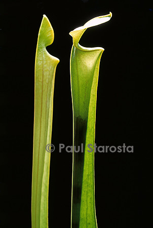 Sarracenia flava (sarracénie)