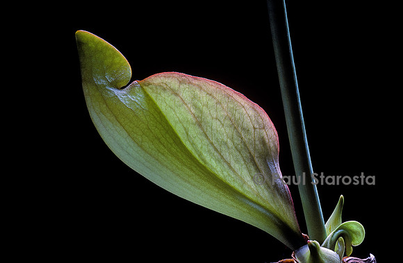 Sarracenia purpurea (sarracénie) - naissance du piège 4