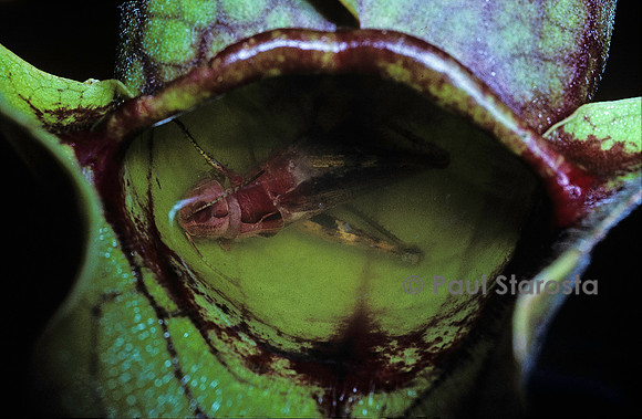 Insecte capturé par une Sarracenia (sarracénie)
