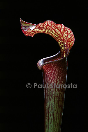 Sarracenia rubra (sarracénie)