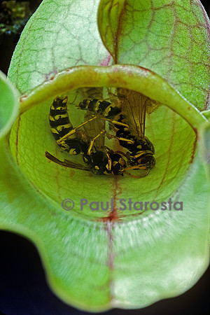 Guêpes capturées par une Sarracenia (sarracénie)