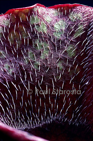 Sarracenia purpurea ssp. venosa (sarracénie) - détail du piège