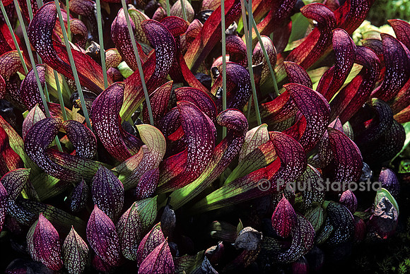 Sarracenia X gilpinii (sarracénies)