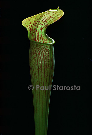 Sarracenia alata (sarracénie)