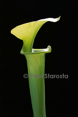 Sarracenia flava f. verte (sarracénie)