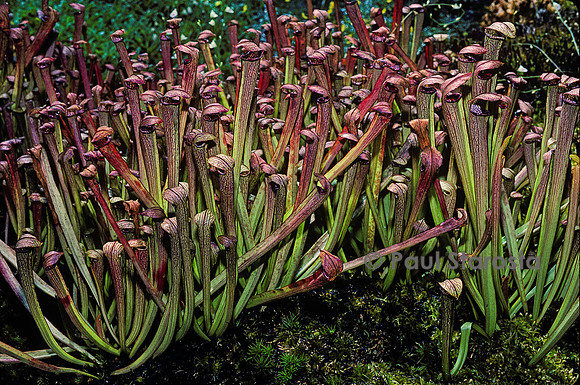 Sarracenia rubra (sarracénies)