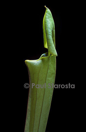 Sarracenia flava (sarracénie) - jeune piège