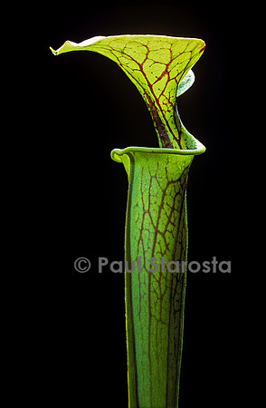 Sarracenia flava (sarracénie)