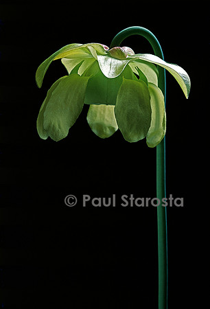Sarracenia flava (sarracénie) - fleur