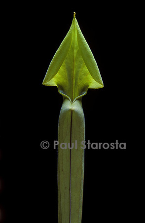 Sarracenia flava (sarracénie) - jeune piège