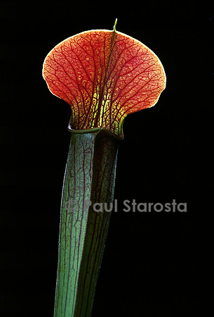 Sarracenia alata ‘red throat’ (sarracénie)