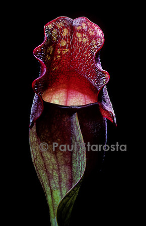 Sarracenia purpurea ssp. venosa (sarracénie)