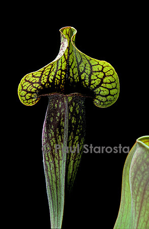 Sarracenia hybride