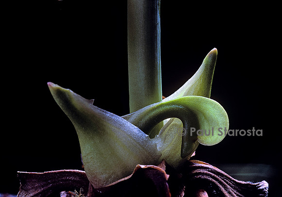 Sarracenia purpurea (sarracénie) - naissance du piège 1